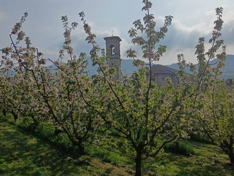 GARBAGNA 58° SAGRA DELLA CILIEGIA IN UNO DEI BORGHI PIÙ BELLI D’ITALIA DOMENICA 14 GIUGNO 2026