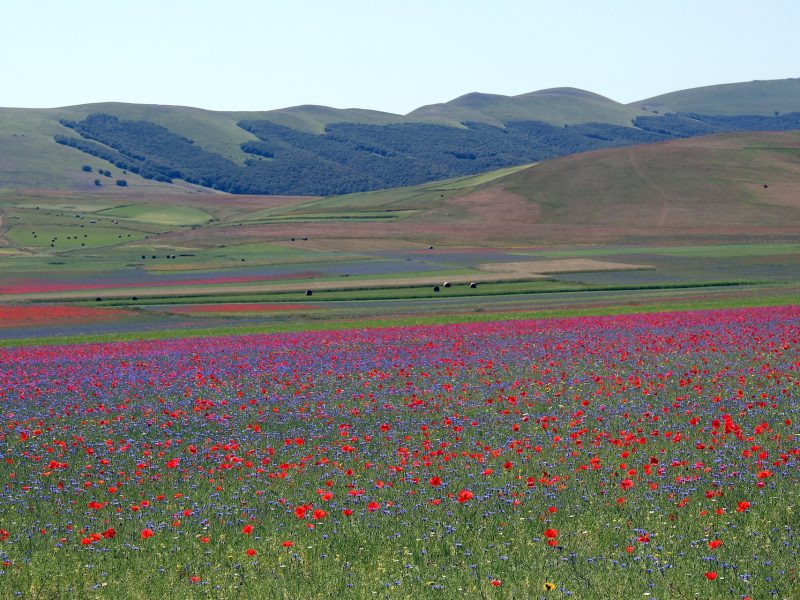 FIORITURA DELLE LENTICCHIE A CASTELLUCCIO DI NORCIA EVENTO SPETTACOLARE DAL 26 AL 28 GIUGNO 2026