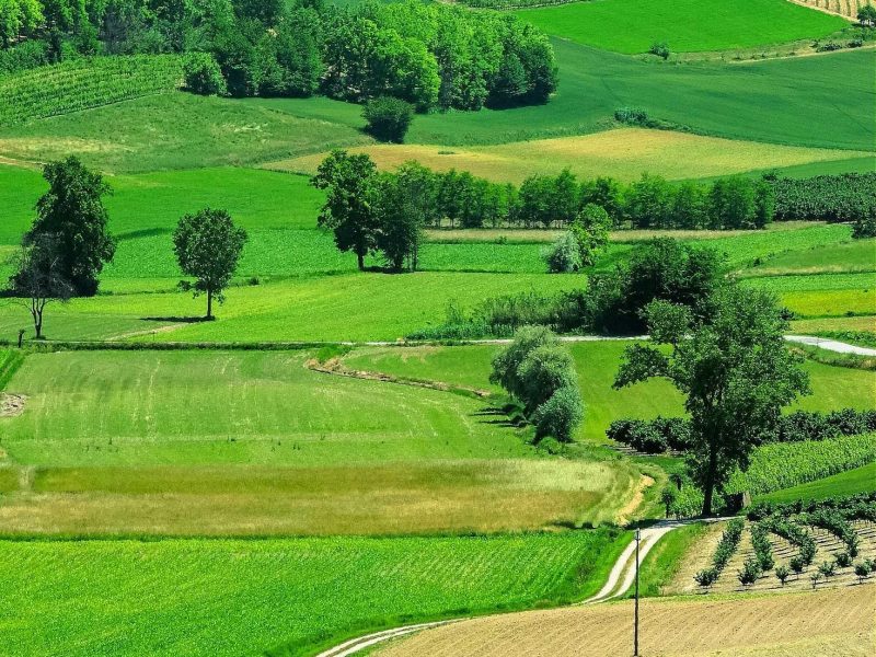 65° FESTA DEL VINO DEL MONFERRATO A CASALE MONFERRATO DOMENICA 20 SETTEMBRE 2026